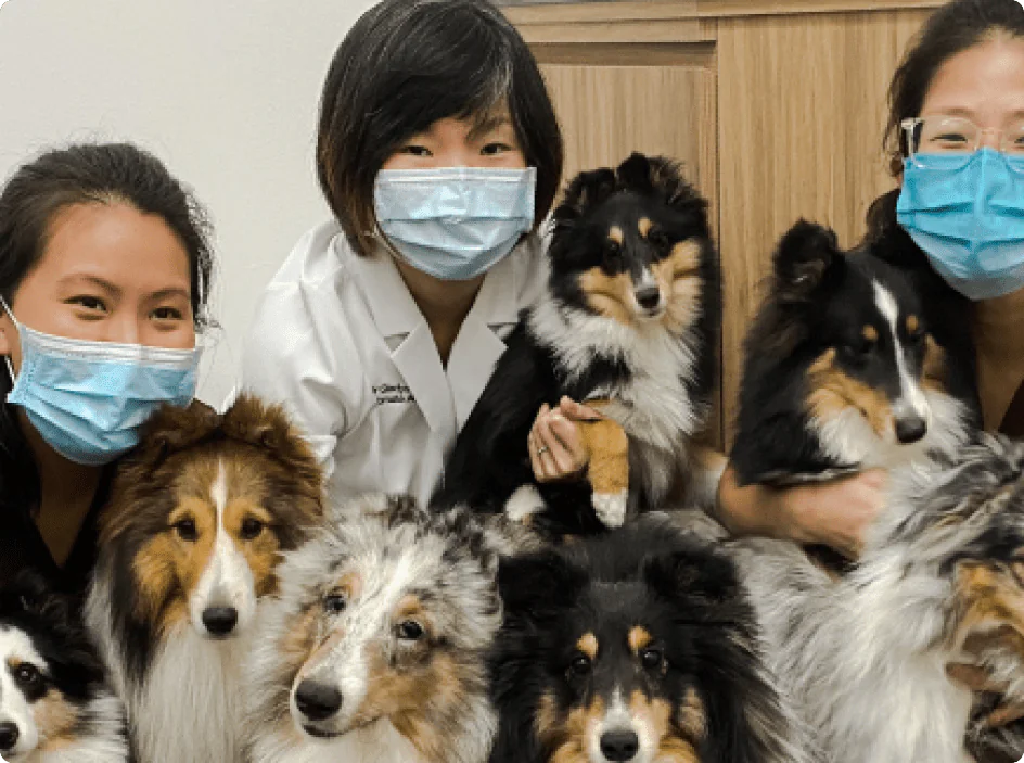 A pet resting comfortably in a recovery area after cataract surgery, with a veterinary technician monitoring its vital signs.