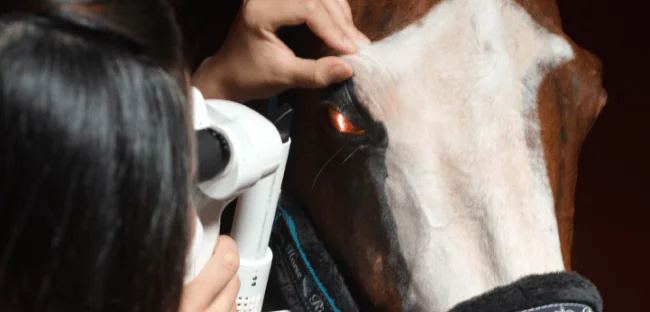 Pet eye examination details