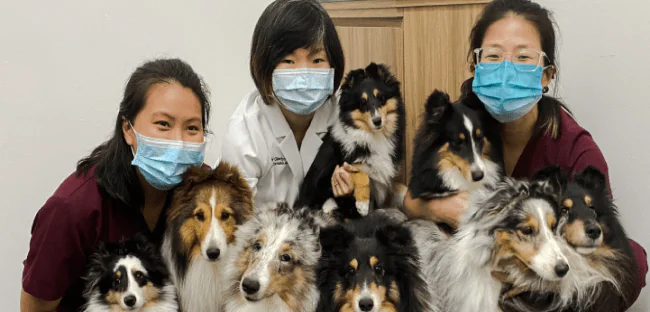 OFA pet eye certification information