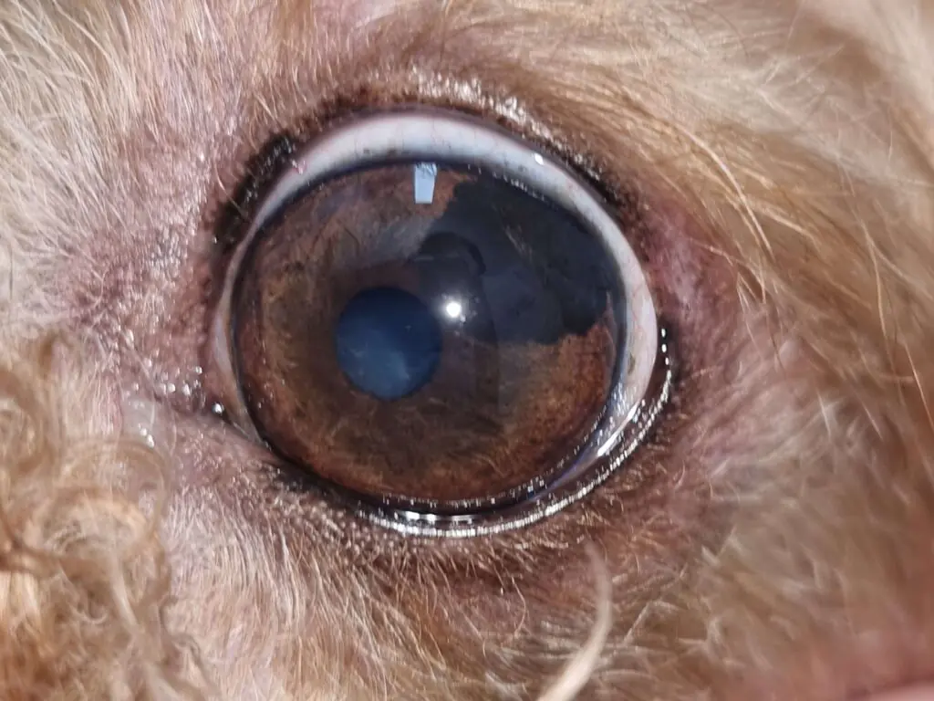 corneal abrasions in dogs, cats and rabbits