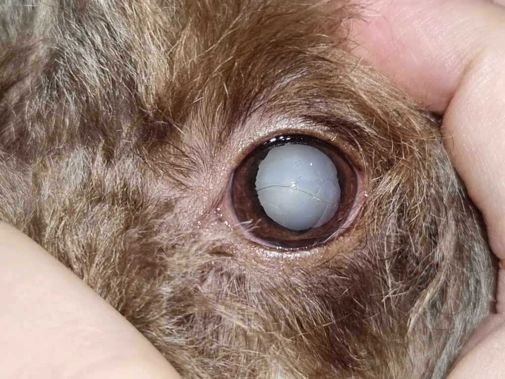 Close-up view of a pet's eye with a cataract, showing the cloudy lens obstructing light.
