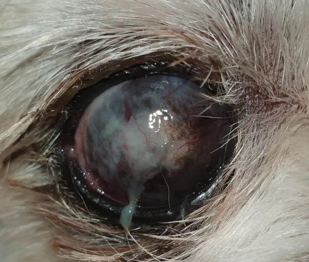 Pet dry eye information