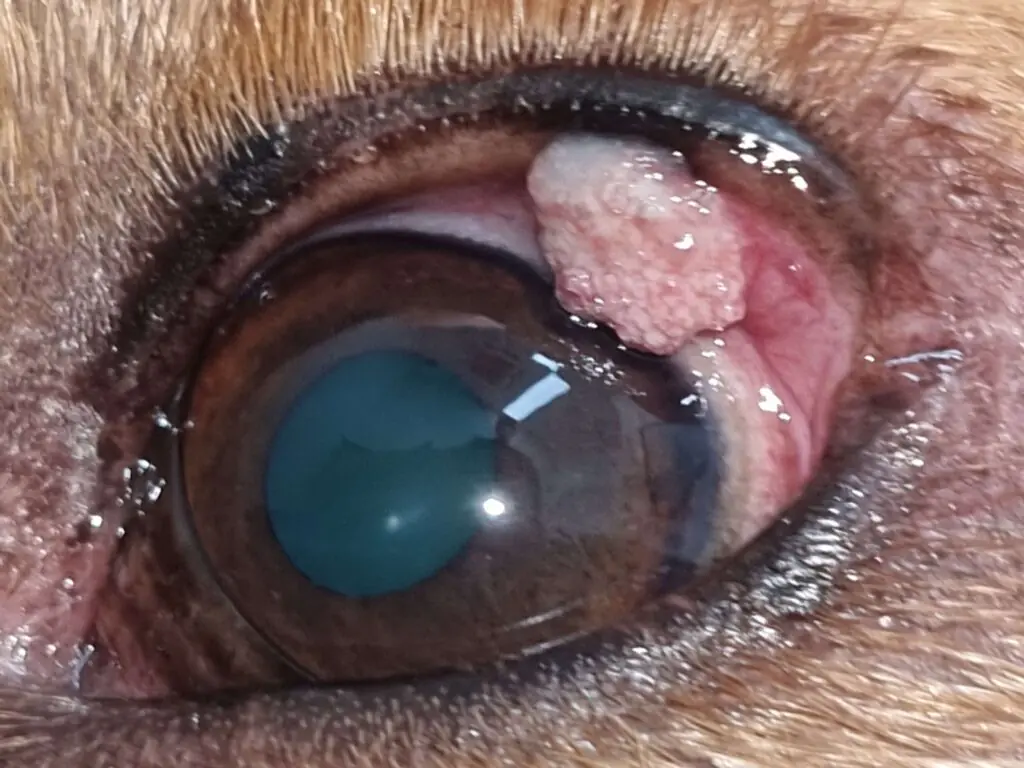 Pet eyelid and eye structure surgery