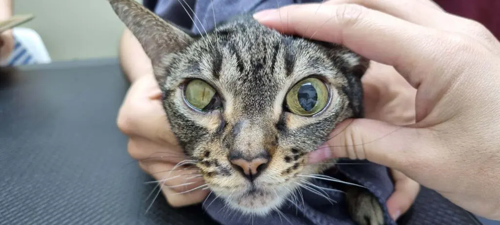 Pet eye and brain connection information