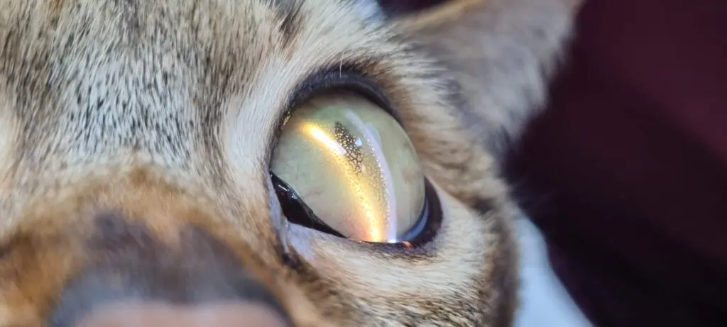 Pet eye inflammation information
