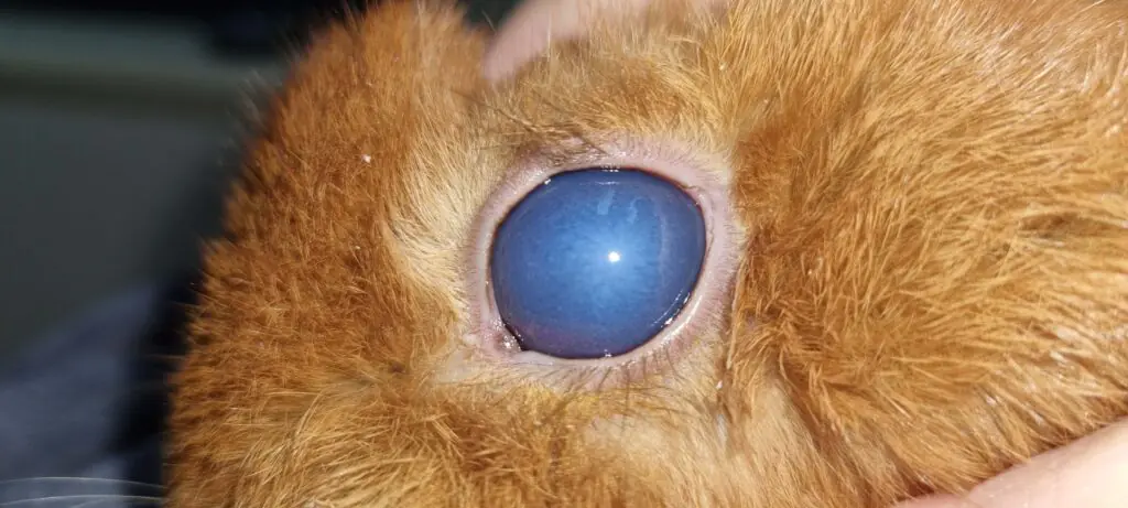 A dog with glaucoma showing redness and cloudiness in its eye, highlighting the need for surgery.
