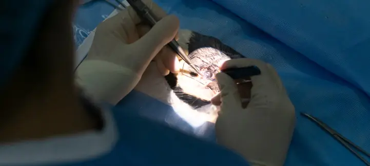 pet eye surgery