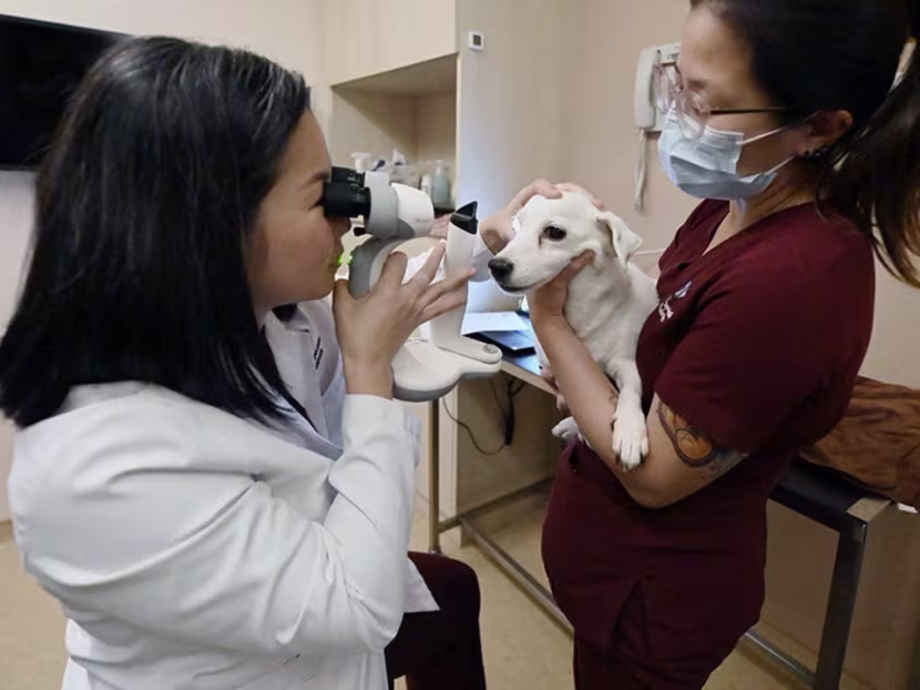 dr gladys boo of the eye specialist for animals