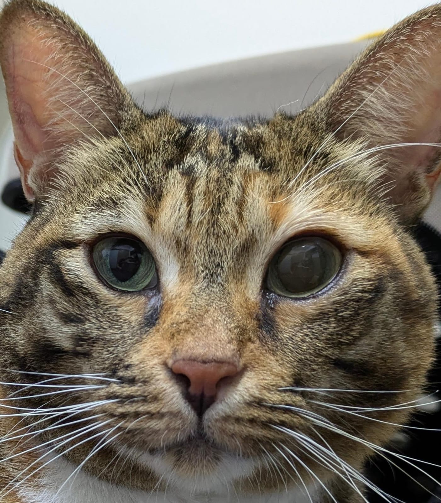 a cat with glaucoma squinting its eye