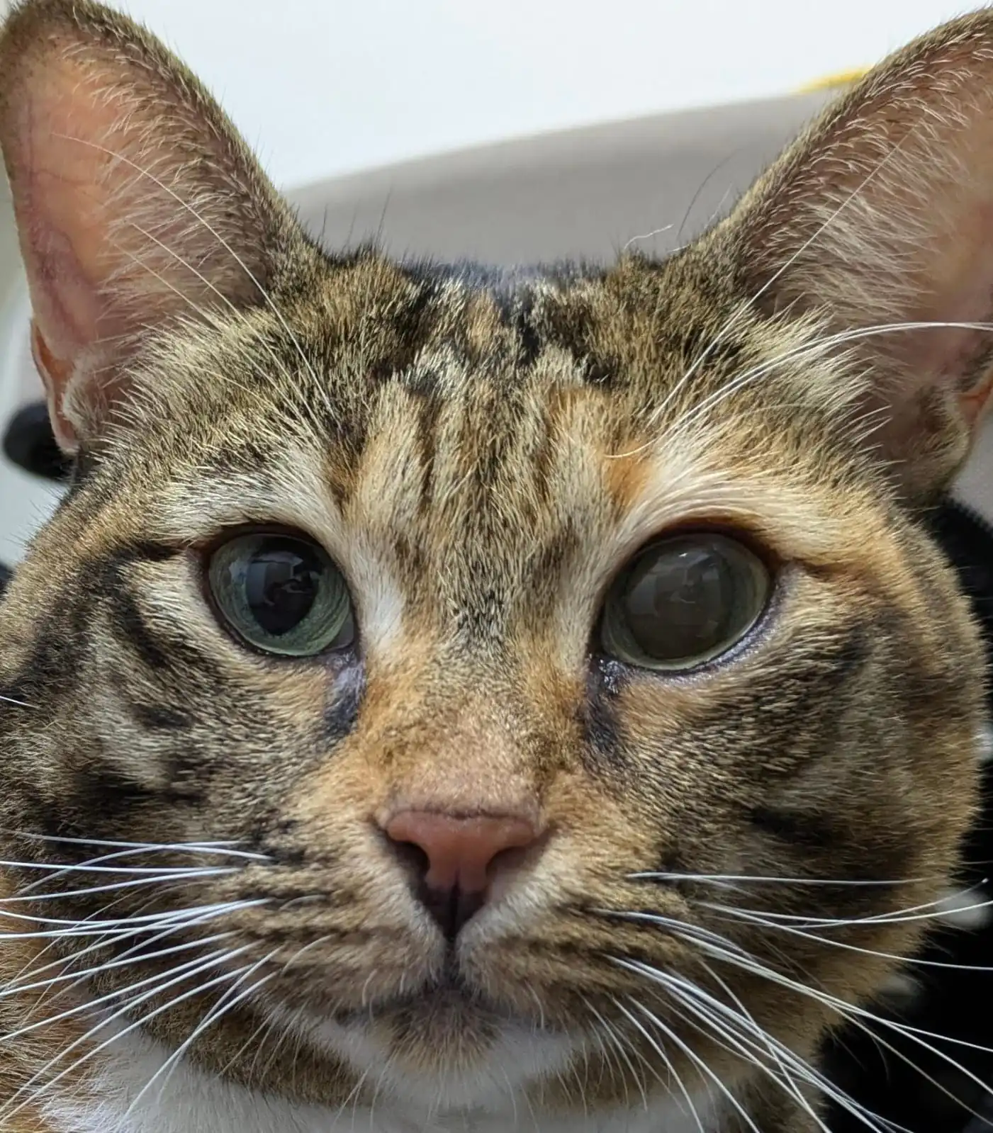 a cat with glaucoma squinting its eye