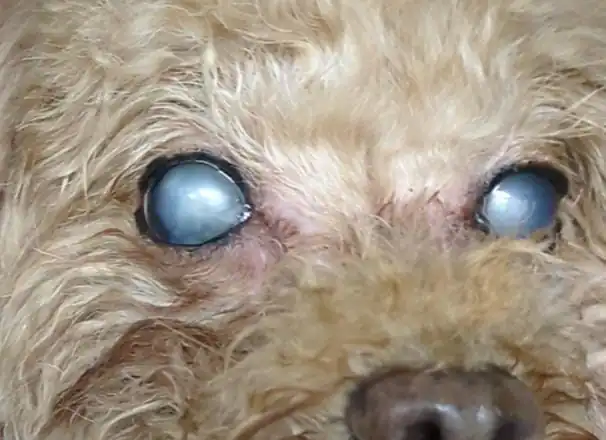 A dog after cataract surgery, recovering comfortably.