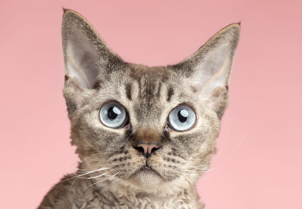 pet eye examination 1000x694 1