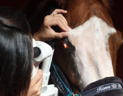 Cataract Surgery for Horses and Other Animals